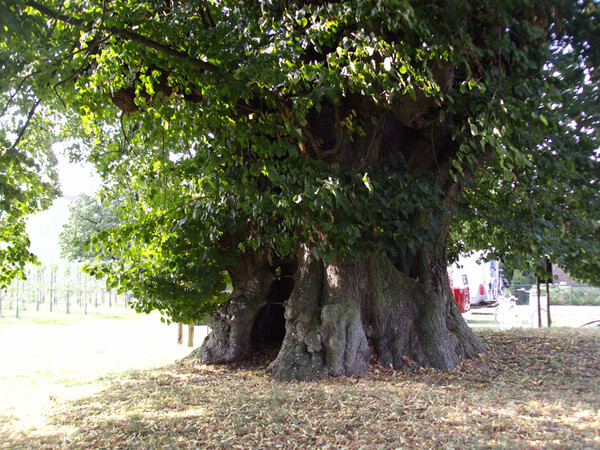De oudste lindeboom van Nederland.
