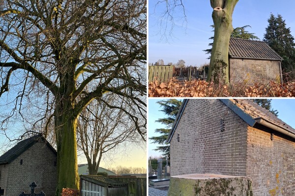 Beukenboom oude kerkhof