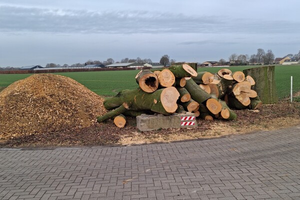 Beukenboom oude kerkhof