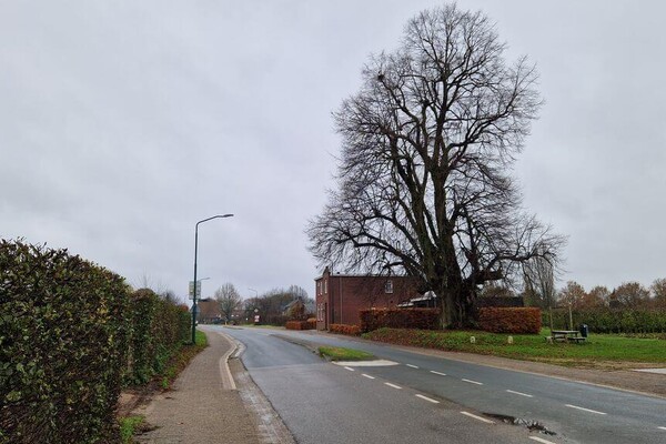 De Lindeboom in het nieuws